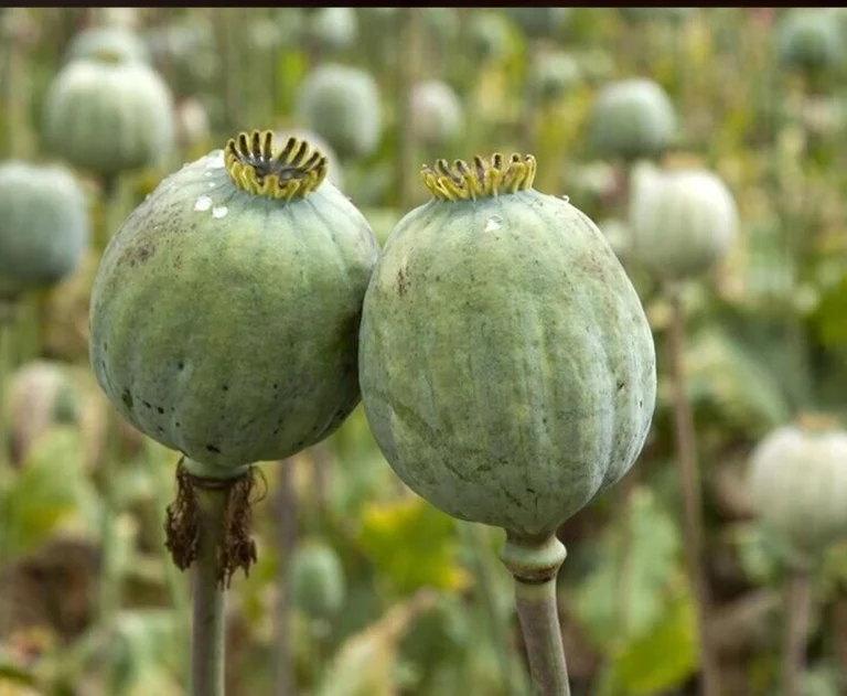 poppy-plant-medicinal-uses